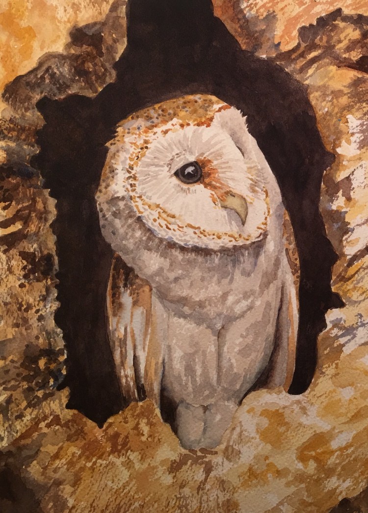 owl illustration